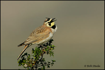 Horned Lark (Eremophila alpestris)