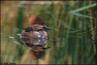 Hooded Merganser (Lophodytes cucullatus)
