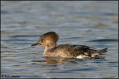 Hooded Merganser (Lophodytes cucullatus)