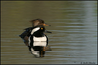 Hooded Merganser (Lophodytes cucullatus)