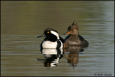 Hooded Merganser (Lophodytes cucullatus)