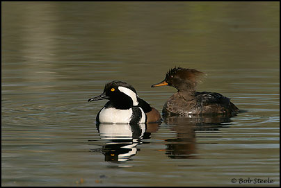 Hooded Merganser (Lophodytes cucullatus)