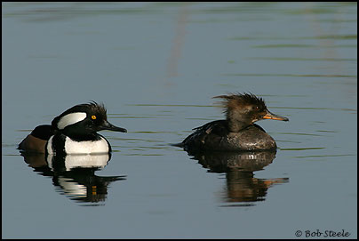 Hooded Merganser (Lophodytes cucullatus)