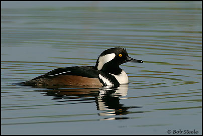 Hooded Merganser (Lophodytes cucullatus)