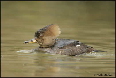Hooded Merganser (Lophodytes cucullatus)