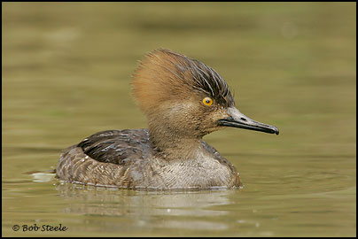 Hooded Merganser (Lophodytes cucullatus)