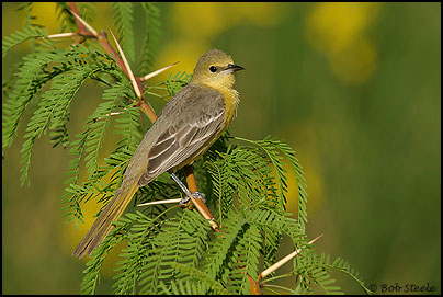 Hooded Oriole (Icterus cucullatus)