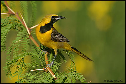 Hooded Oriole (Icterus cucullatus)