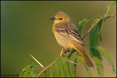 Hooded Oriole (Icterus cucullatus)