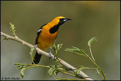 Hooded Oriole (Icterus cucullatus)