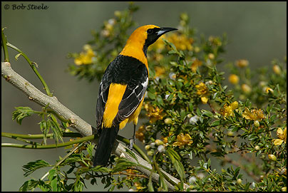 Hooded Oriole (Icterus cucullatus)