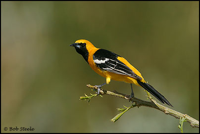 Hooded Oriole (Icterus cucullatus)