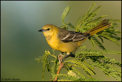 Hooded Oriole (Icterus cucullatus)