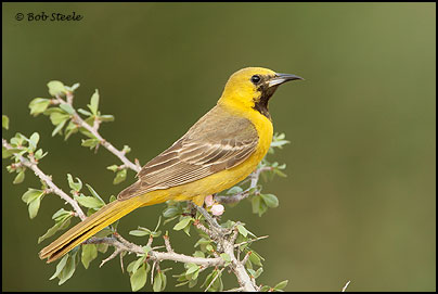 Hooded Oriole (Icterus cucullatus)
