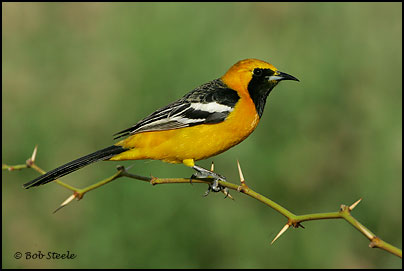 Hooded Oriole (Icterus cucullatus)