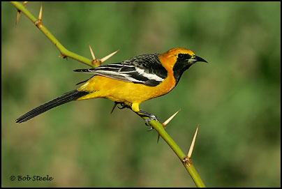 Hooded Oriole (Icterus cucullatus)