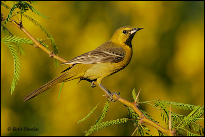 Hooded Oriole (Icterus cucullatus)