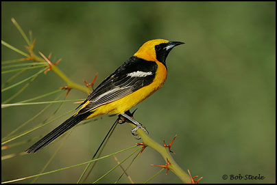 Hooded Oriole (Icterus cucullatus)