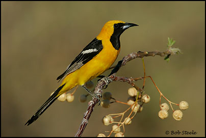 Hooded Oriole (Icterus cucullatus)
