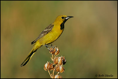 Hooded Oriole (Icterus cucullatus)