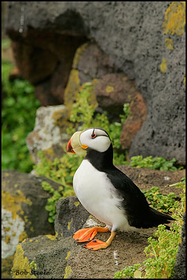 Horned Puffin (Fratercula corniculata)