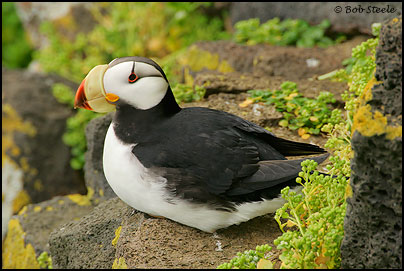 Horned Puffin (Fratercula corniculata)