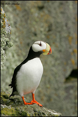 Horned Puffin (Fratercula corniculata)