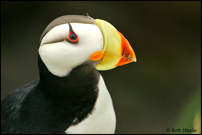 Horned Puffin (Fratercula corniculata)