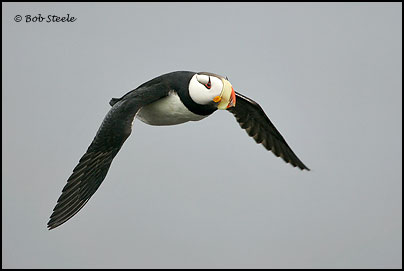 Horned Puffin (Fratercula corniculata)