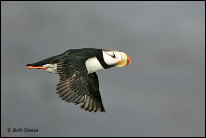Horned Puffin (Fratercula corniculata)