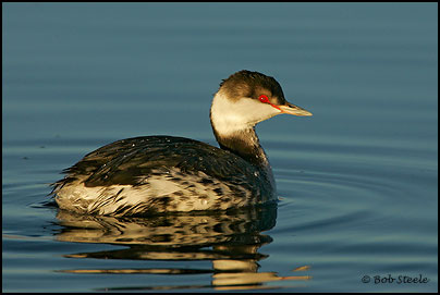 Horned Grebe (Podiceps auritus)