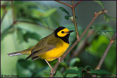 Hooded Warbler (Wilsonia citrina)