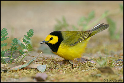 Hooded Warbler (Wilsonia citrina)