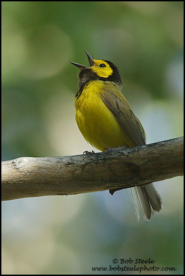 Hooded Warbler (Wilsonia citrina)