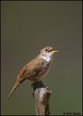 House Wren (Troglodytes aedon)