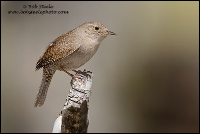 House Wren (Troglodytes aedon)