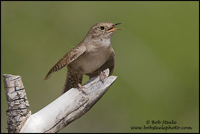 House Wren (Troglodytes aedon)