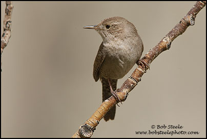 House Wren (Troglodytes aedon)