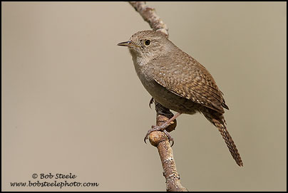 House Wren (Troglodytes aedon)