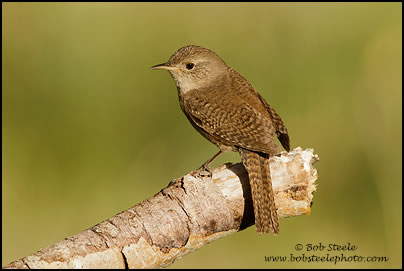 House Wren (Troglodytes aedon)