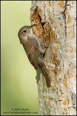 House Wren (Troglodytes aedon)