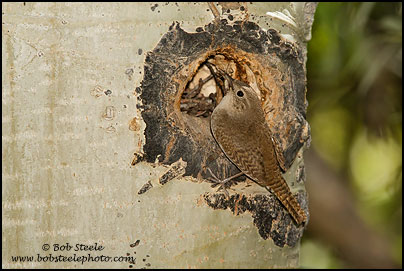 House Wren (Troglodytes aedon)