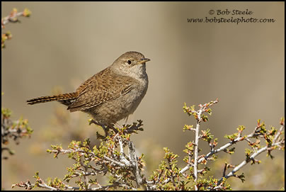 House Wren (Troglodytes aedon)