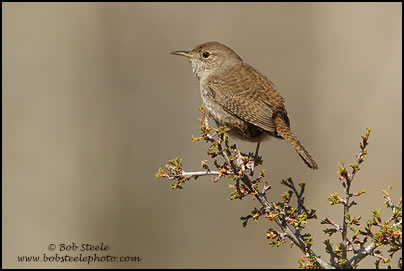 House Wren (Troglodytes aedon)