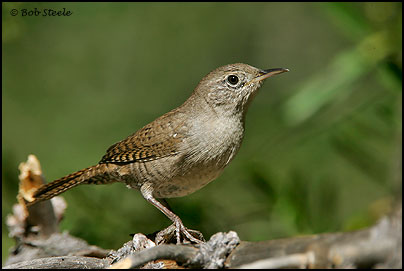 House Wren (Troglodytes aedon)