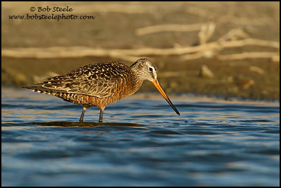 Hudsonian Godwit (Limosa haemastica)
