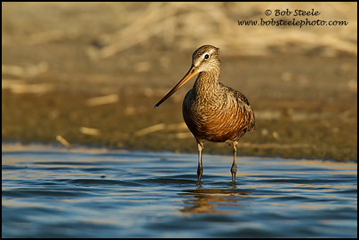 Hudsonian Godwit (Limosa haemastica)