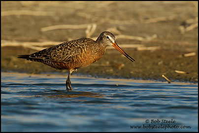 Hudsonian Godwit (Limosa haemastica)