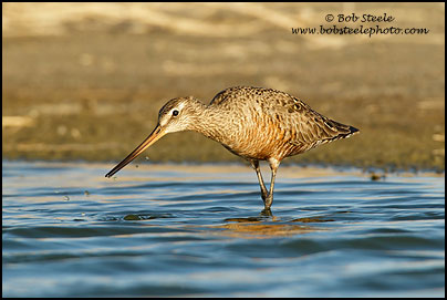 Hudsonian Godwit (Limosa haemastica)