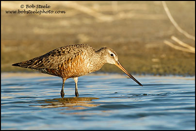 Hudsonian Godwit (Limosa haemastica)